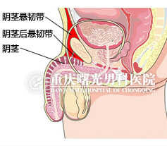 ,红色区域为阴茎悬韧带,掌管阴茎在性交过运动中的平衡