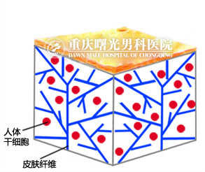 ��ϸ��ϸ����֯�޸�����